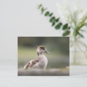 Foto van Cute Goose Chick Natuur Briefkaart (Staand voorkant)
