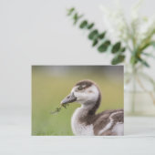 Foto van Cute Goose Chick Natuur Briefkaart (Staand voorkant)