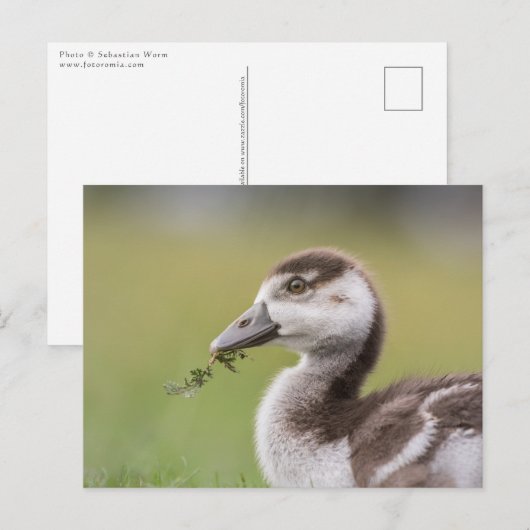 Foto van Cute Goose Chick Natuur Briefkaart (Voorkant / Achterkant)