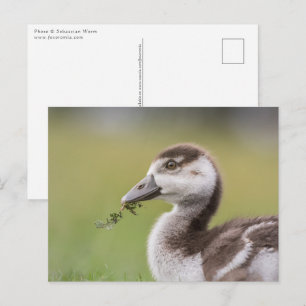 Foto van Cute Goose Chick Natuur Briefkaart