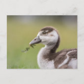 Foto van Cute Goose Chick Natuur Briefkaart (Voorkant)