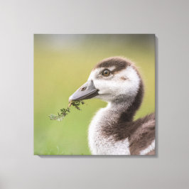 Foto van Cute Goose Chick Natuur Canvas Afdruk