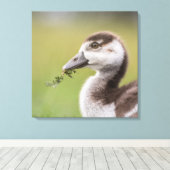 Foto van Cute Goose Chick Natuur Canvas Afdruk (Insitu (Houten vloer))