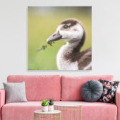 Foto van Cute Goose Chick Natuur Canvas Afdruk (Insitu (Woonkamer))