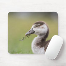 Foto van Cute Goose Chick Natuur