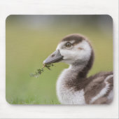 Foto van Cute Goose Chick Natuur Muismat (Voorkant)
