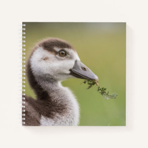 Foto van Cute Goose Chick Natuur Notitieboek
