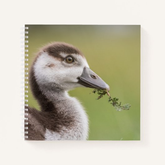 Foto van Cute Goose Chick Natuur Notitieboek (Voorkant)