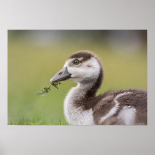 Foto van Cute Goose Chick Natuur Poster
