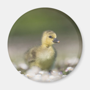 Foto van Cute Gosling Natuur Magneet