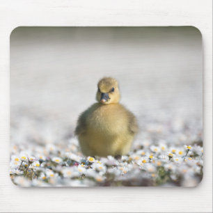 Foto van Cute Gosling natuur Muismat