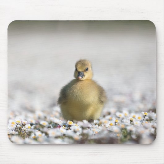 Foto van Cute Gosling natuur Muismat (Voorkant)