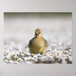 Foto van Cute Gosling natuur Poster