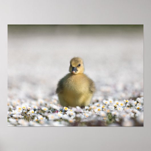 Foto van Cute Gosling natuur Poster (Voorkant)