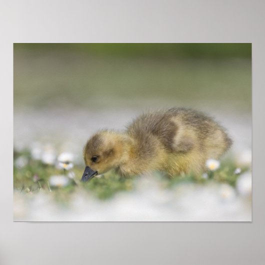 Foto van Cute Gosling natuur Poster (Voorkant)
