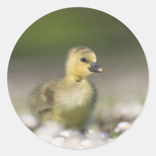 Foto van Cute Gosling Natuur Ronde Sticker