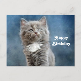 Foto van Cute Gray en White Kitten Birthday Briefkaart