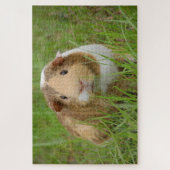 Foto van Cute guinea Legpuzzel (Verticaal)