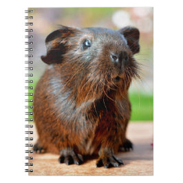 Foto van Cute Guinea Pig Notitieboek