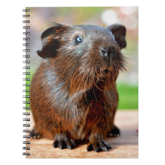 Foto van Cute Guinea Pig Notitieboek (Voorkant)