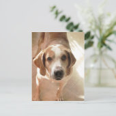 Foto van Cute Hound Dog Briefkaart (Staand voorkant)