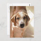 Foto van Cute Hound Dog Briefkaart (Voorkant / Achterkant)