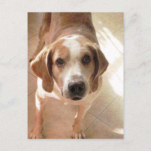 Foto van Cute Hound Dog Briefkaart (Voorkant)