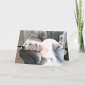 Foto van Cute Lazy White Dog Hanging out with Dad Kaart (Achterkant)