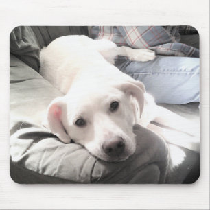 Foto van Cute Lazy White Dog Hanging Out with Dad Muismat