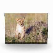 Foto van Cute lion cub in Afrika (Voorkant)