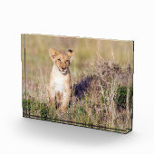 Foto van Cute lion cub in Afrika (Rechts)