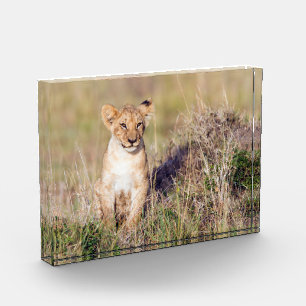 Foto van Cute lion cub in Afrika