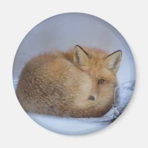 Foto van Cute Little Fox gekrompen in Winter Magneet