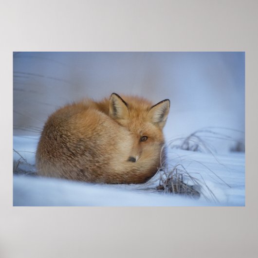 Foto van Cute Little Fox gekrompen in Winter Poster (Voorkant)