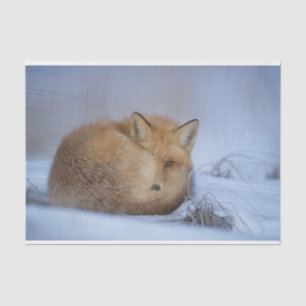 Foto van Cute Little Fox gekrompen in Winter Tissuepapier