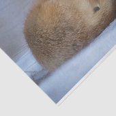 Foto van Cute Little Fox gekrompen in Winter Tissuepapier (Detail)