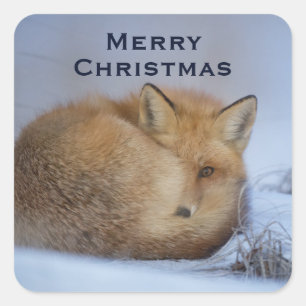 Foto van Cute Little Fox gekrompen in Winter Vierkante Sticker
