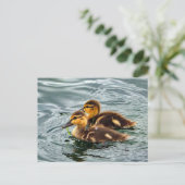 Foto van Cute Mallard Ducklings Briefkaart (Staand voorkant)
