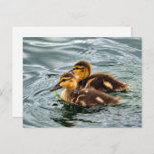 Foto van Cute Mallard Ducklings Briefkaart (Voorkant / Achterkant)