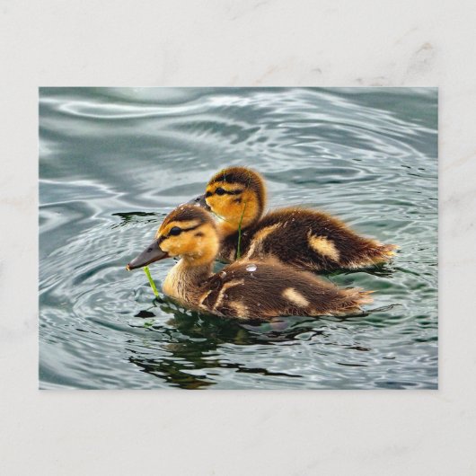 Foto van Cute Mallard Ducklings Briefkaart (Voorkant)