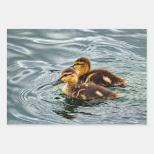 Foto van Cute Mallard Ducklings