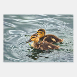 Foto van Cute Mallard Ducklings Inpakpapier Vel