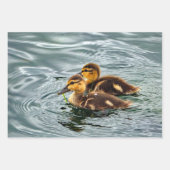 Foto van Cute Mallard Ducklings Inpakpapier Vel (Voorkant 3)