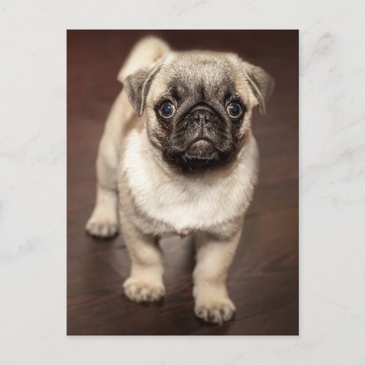 Foto van Cute Pug Briefkaart (Voorkant)