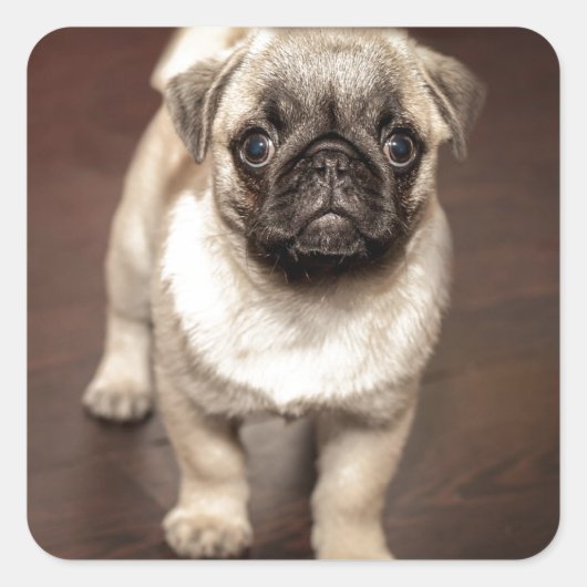 Foto van Cute Pug Vierkante Sticker (Voorkant)