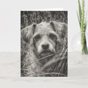 Foto van Cute Puppy Black en Whie Portret Kaart