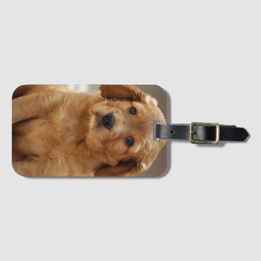 Foto van Cute Puppy Portret Bagagelabel (Voorkant (horizontaal))