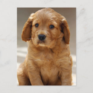 Foto van Cute Puppy Portret Briefkaart