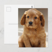 Foto van Cute Puppy Portret Briefkaart (Voorkant / Achterkant)
