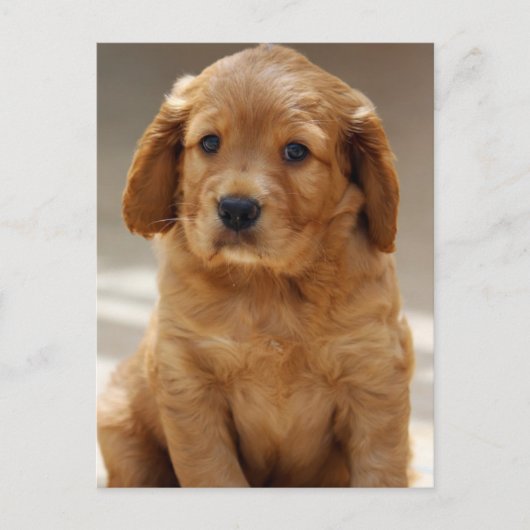 Foto van Cute Puppy Portret Briefkaart (Voorkant)